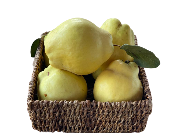 Ayva_ilkdem.png (282 KB)